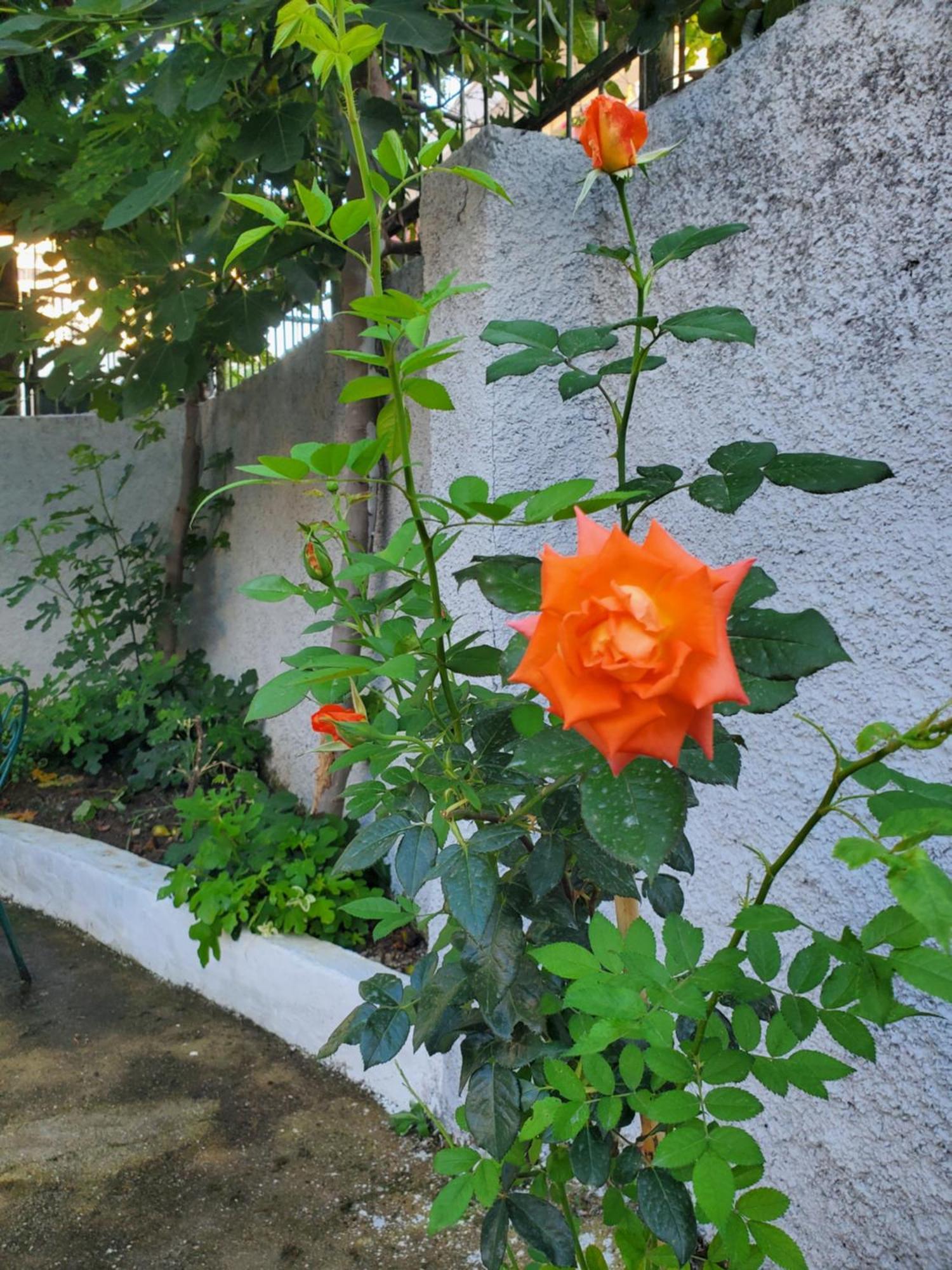 Unique Traditional House, Hosted By J&G Tirana Exterior photo